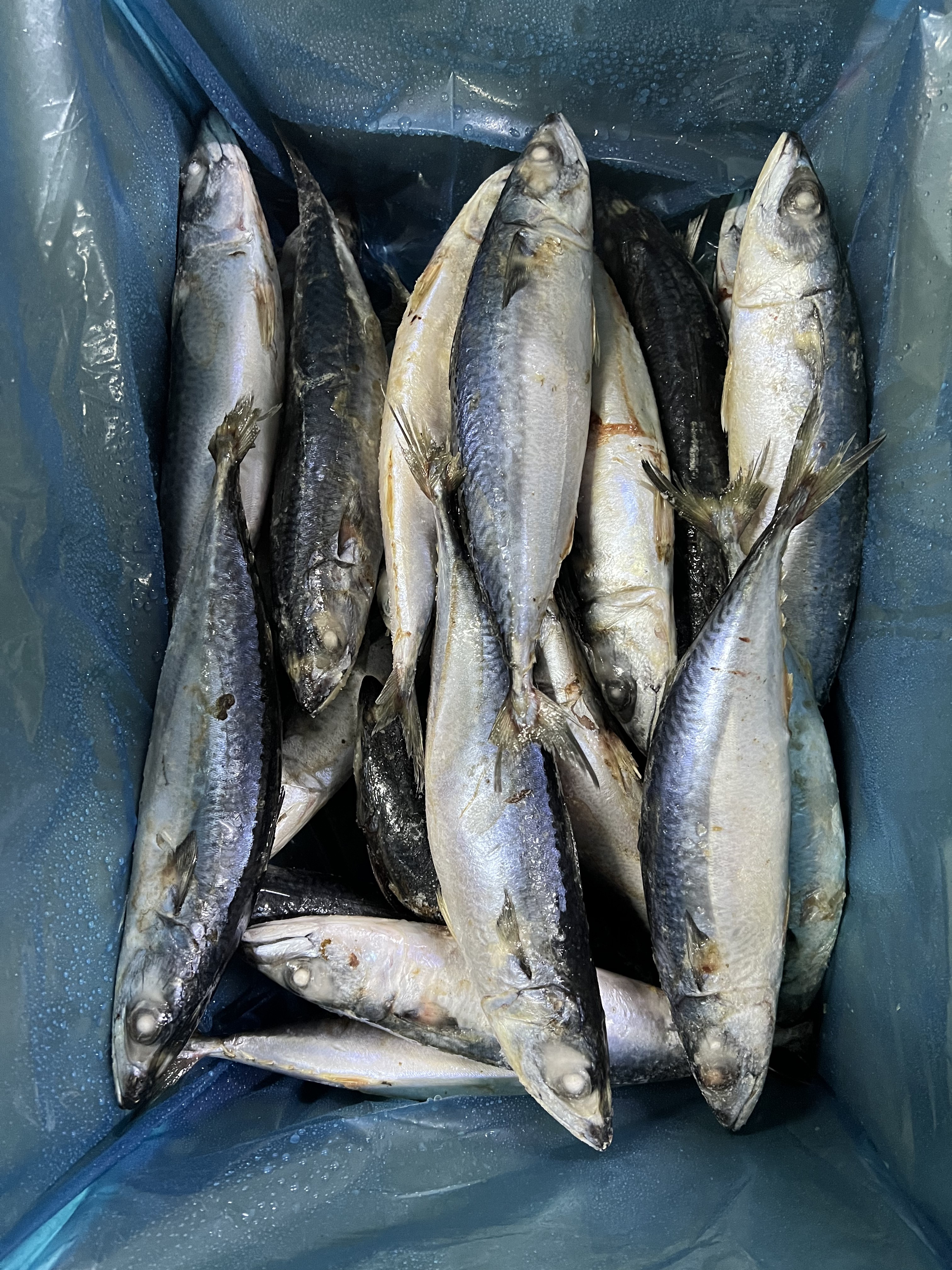 pacific mackerel (5)